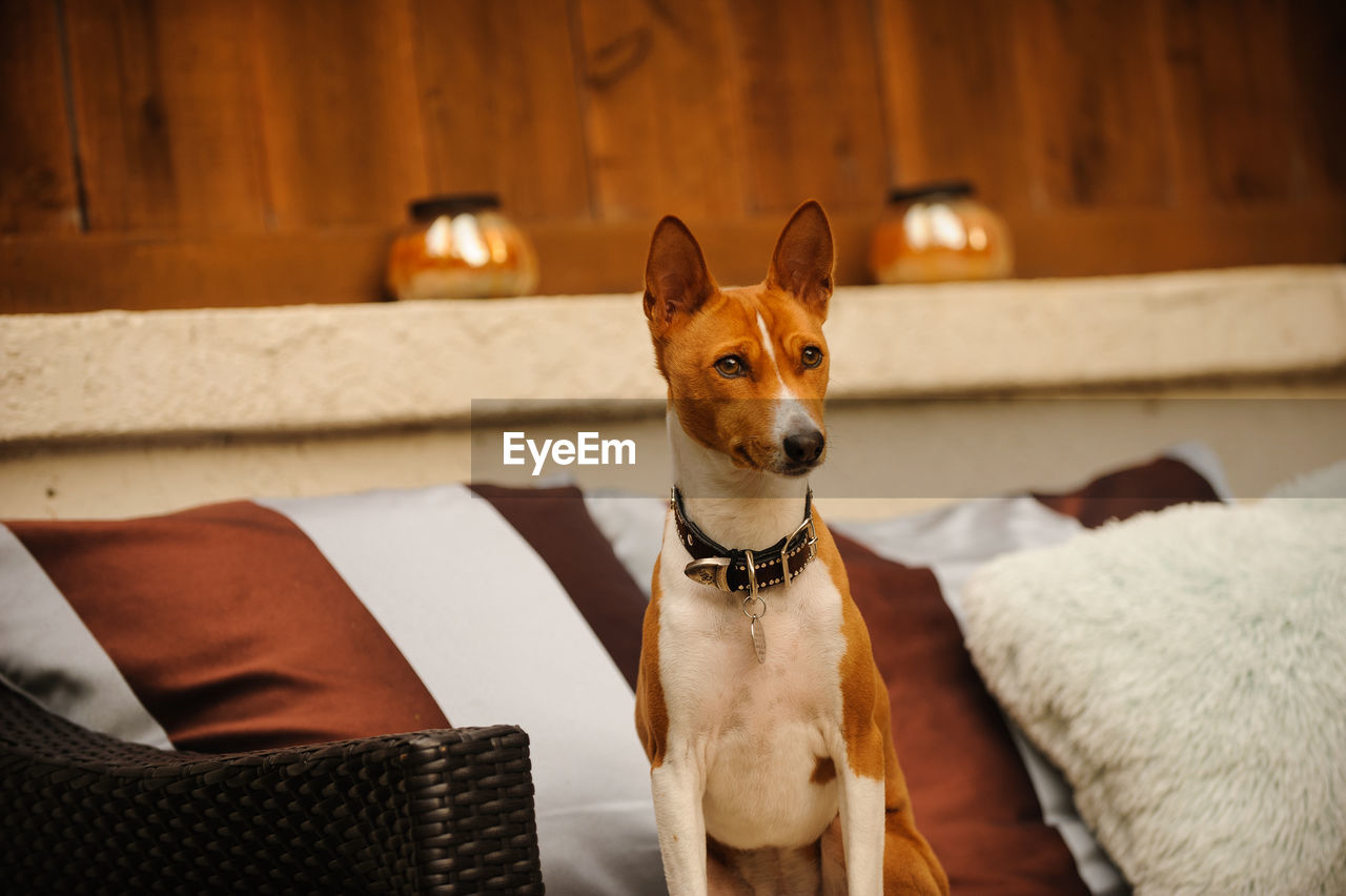 Portrait of dog