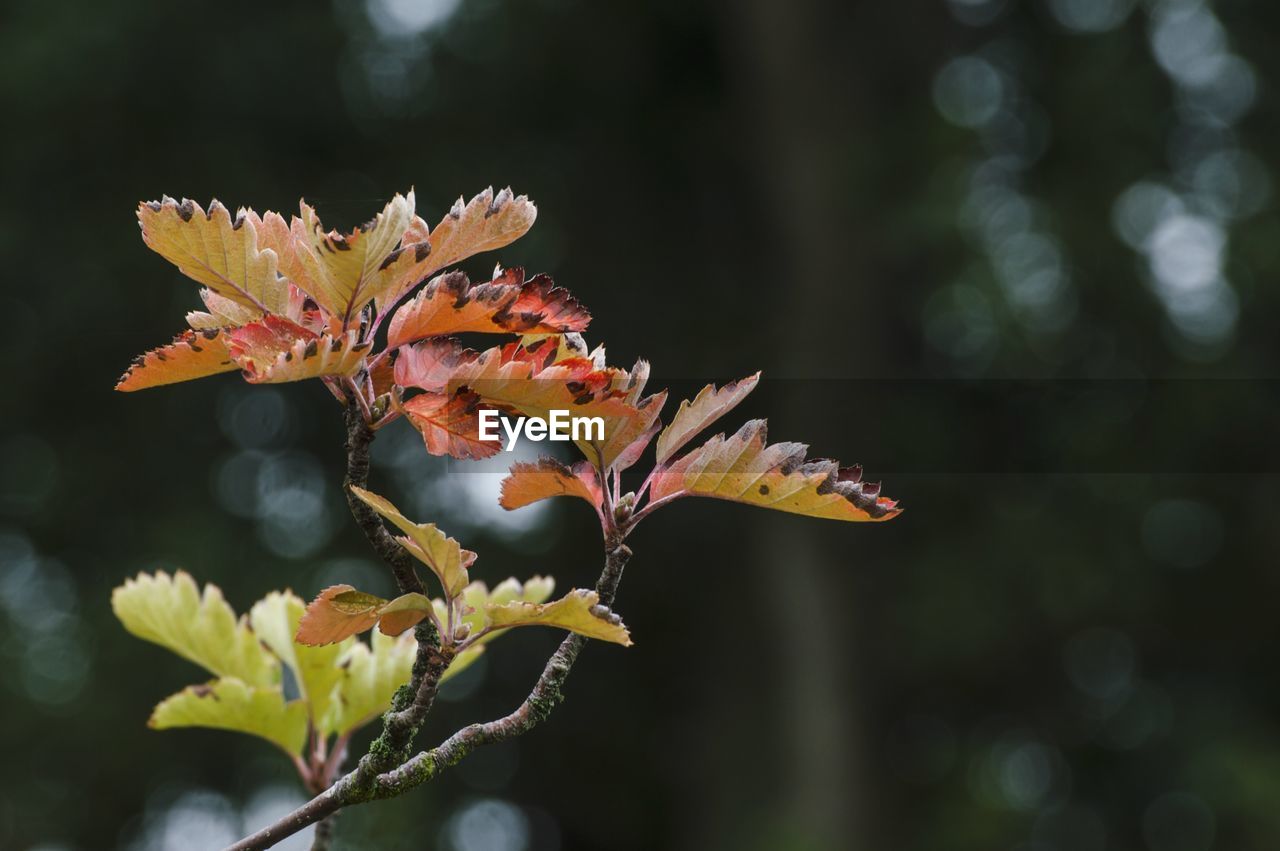 Close-up of maple leaves on branch