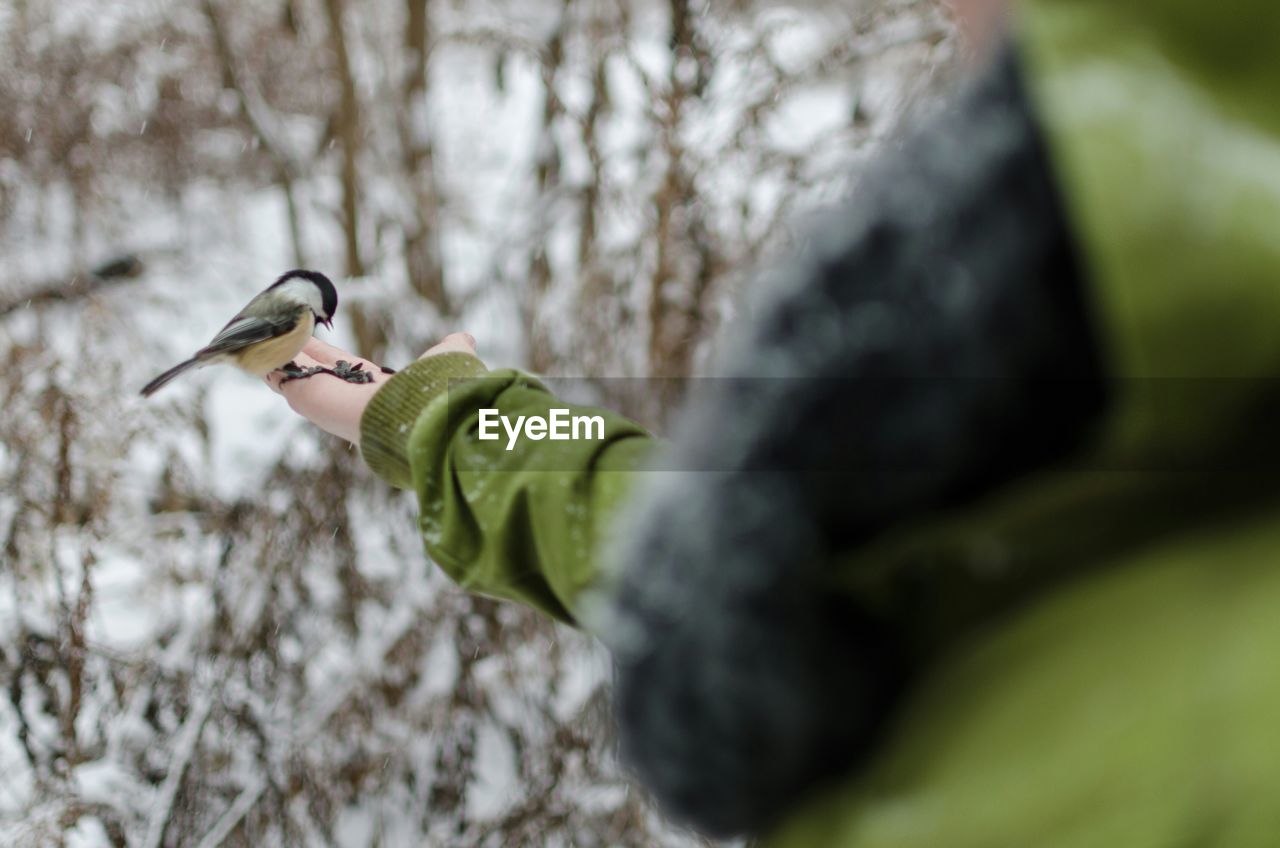 Close-up of bird perching on hand