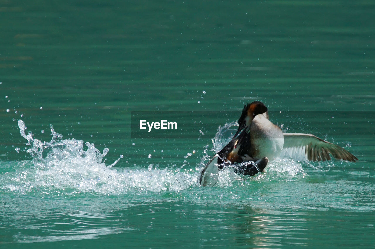 Great crested grebe landing in lake