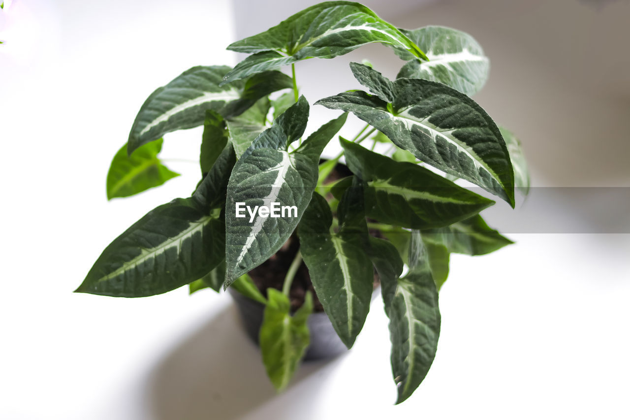 Close-up of fresh green leaves against white background