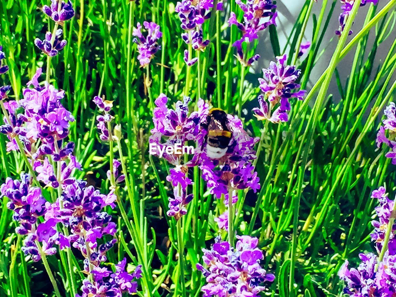 CLOSE-UP OF HONEY BEE ON PURPLE FLOWERS