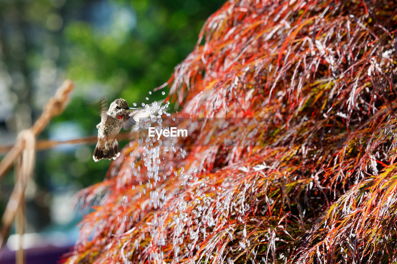 nature, autumn, leaf, animal, animal themes, tree, branch, animal wildlife, wildlife, flower, macro photography, one animal, no people, plant, day, focus on foreground, outdoors, close-up, bird, insect, mammal, land, beauty in nature