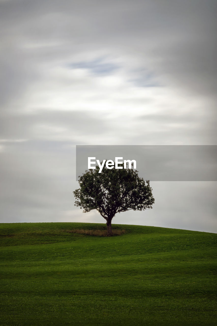 Lonely tree on a meadow with moving clouds