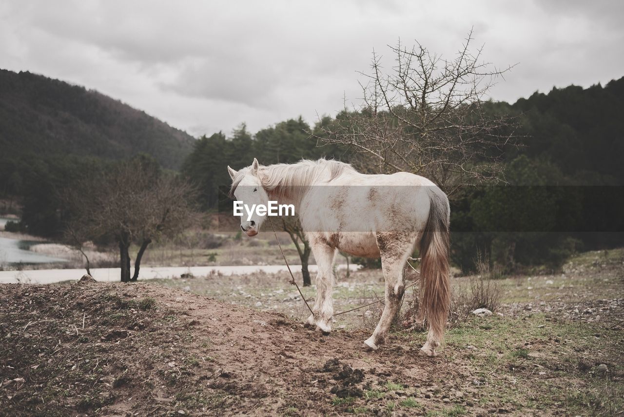 Rear view of a horse on landscape