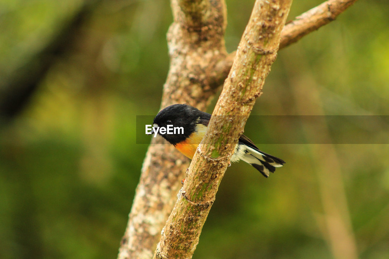 CLOSE-UP OF BIRD PERCHING ON TREE