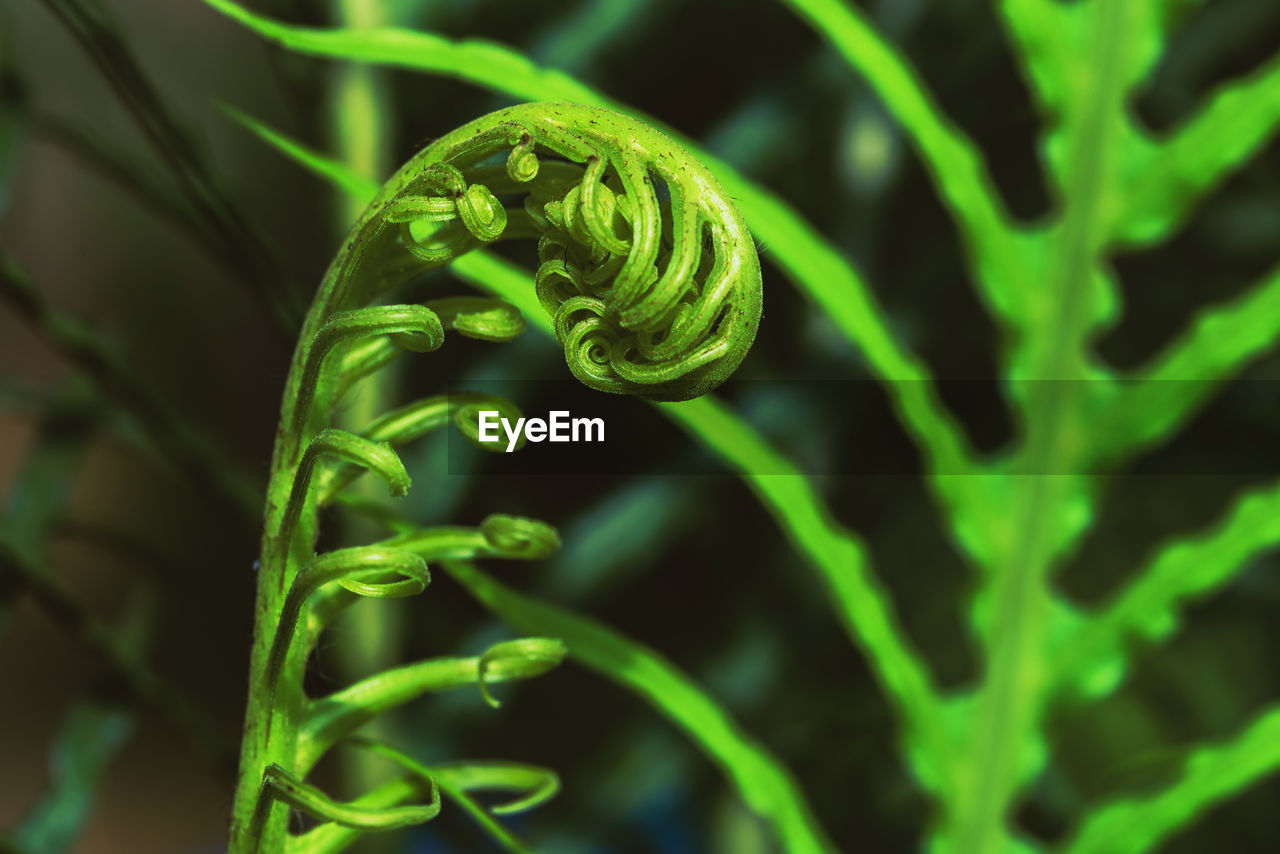 CLOSE-UP OF GREEN FERN