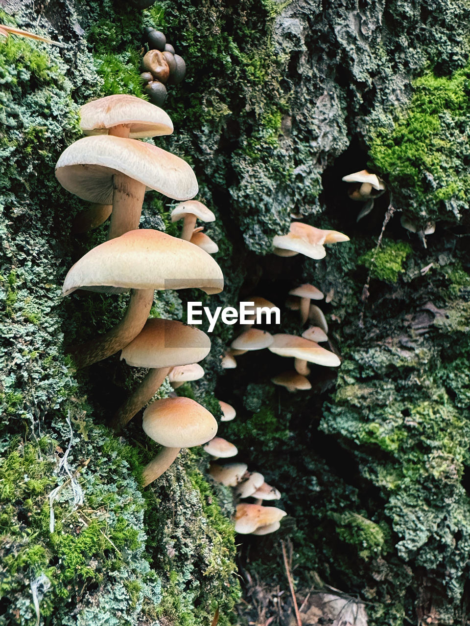 mushroom, fungus, plant, growth, vegetable, tree, woodland, forest, oyster mushroom, nature, toadstool, food, land, no people, day, moss, beauty in nature, edible mushroom, outdoors, high angle view, penny bun, tree trunk, trunk, green, food and drink, close-up, freshness, natural environment, autumn