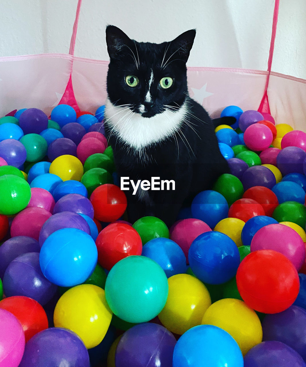 PORTRAIT OF CAT AND MULTI COLORED BALLS