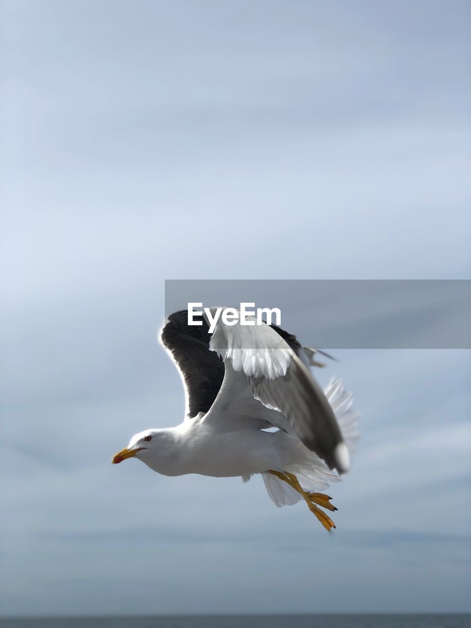 SEAGULL FLYING OVER THE SKY