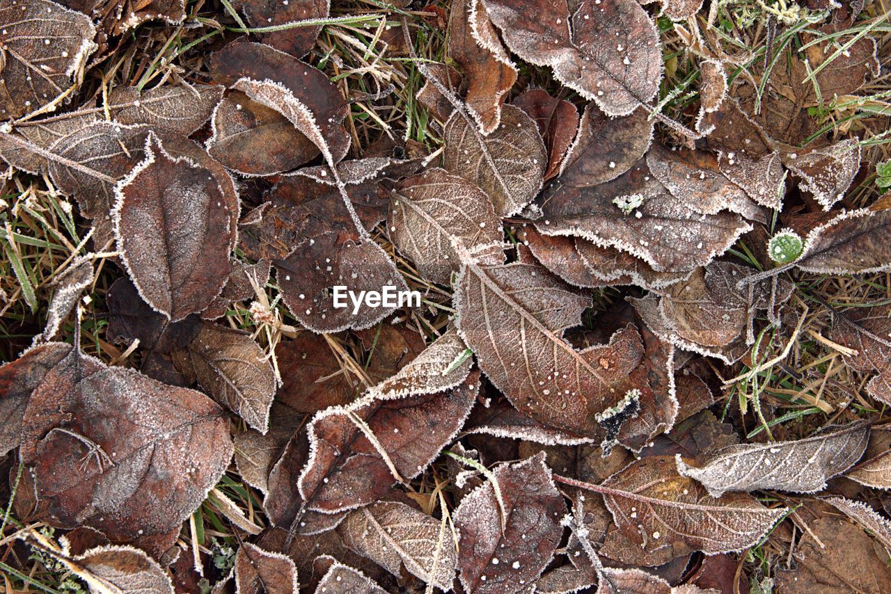 Full frame shot of dried autumn leaves on snow