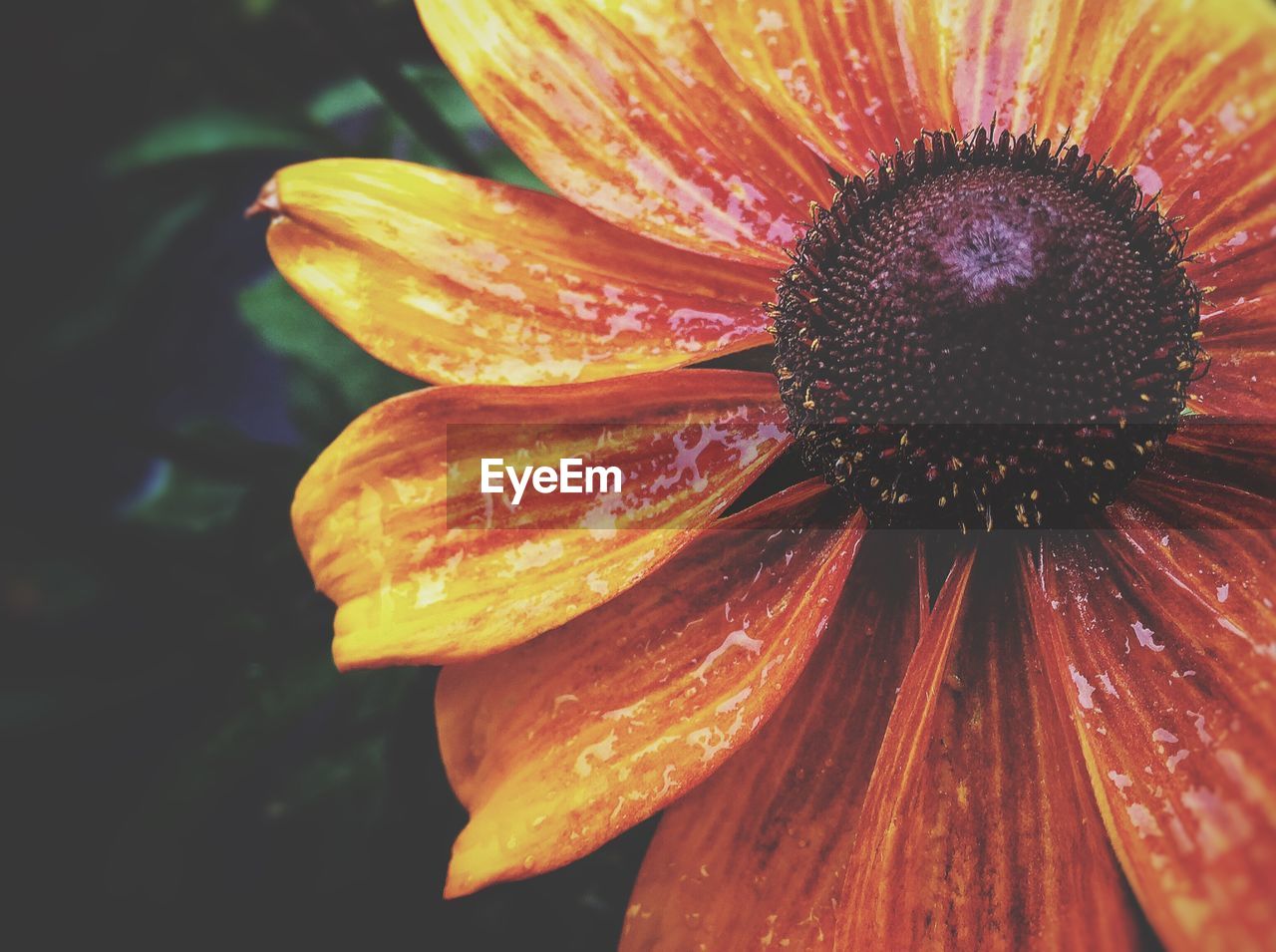 Close-up of orange coneflower blooming at park