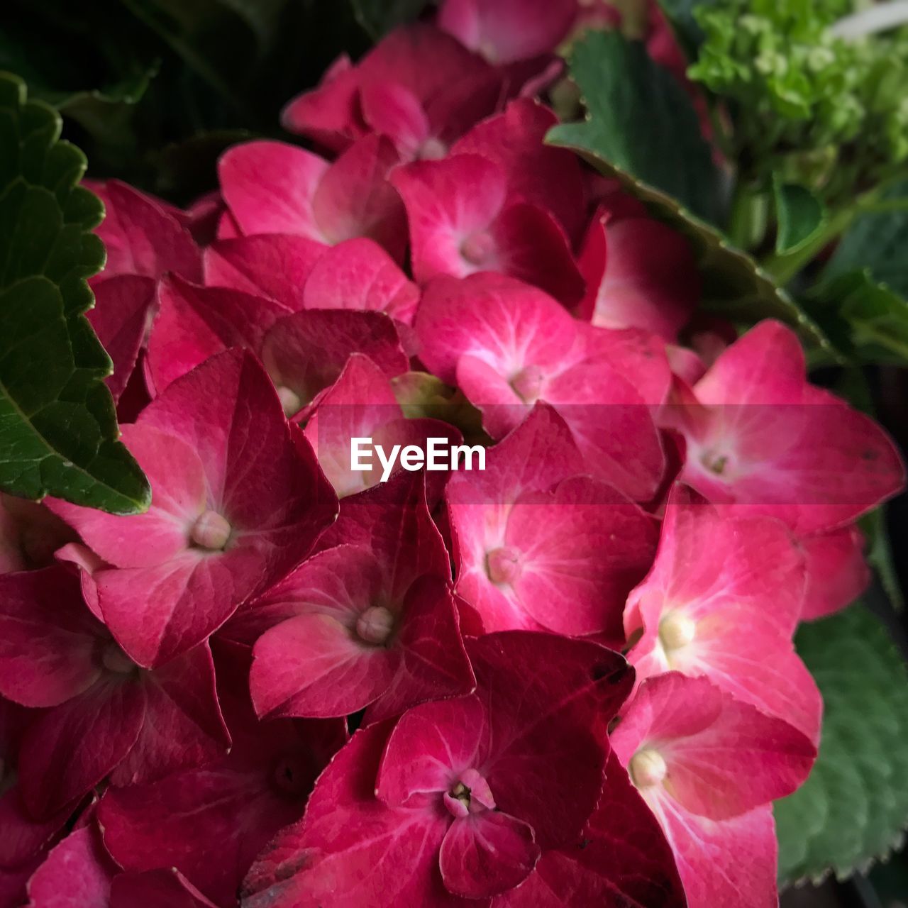 Close-up of pink hydrangeas growing on plant