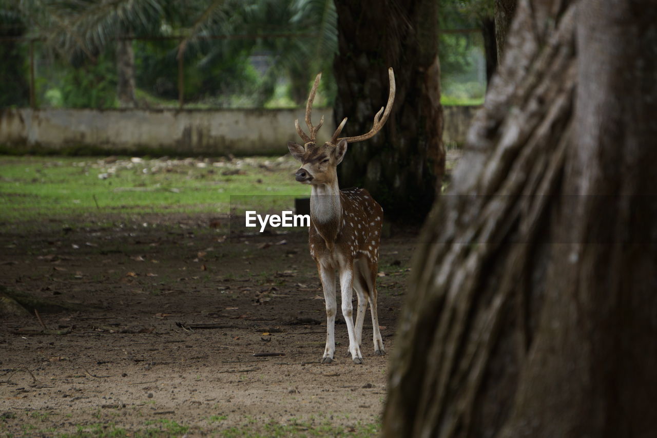 Deer in a forest