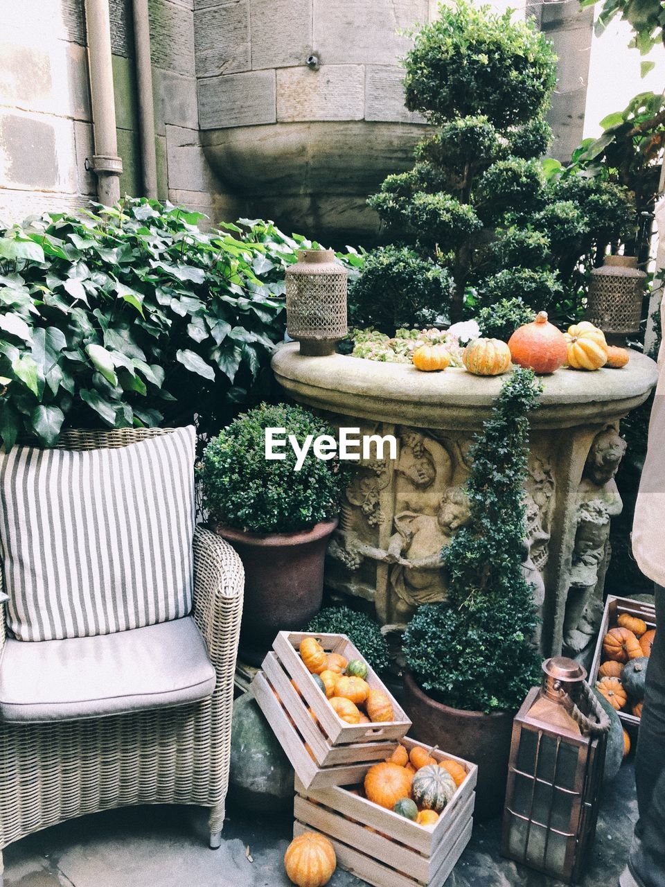 High angle view of pumpkins in crates by potted plants