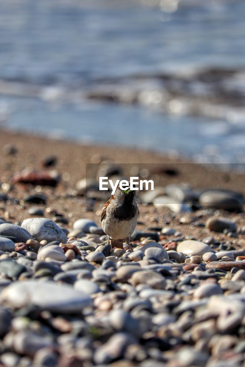 View of birds on beach