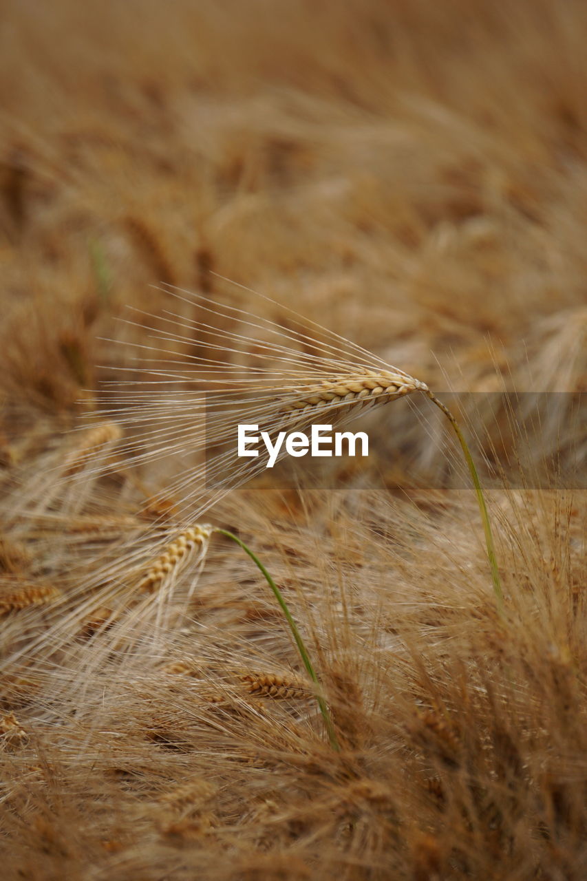 CLOSE-UP OF WHEAT GROWING ON FIELD