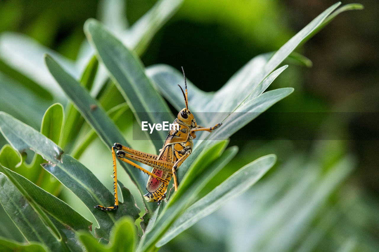 Orange. yellow and red eastern lubber grasshopper romalea microptera also called romalea guttata 