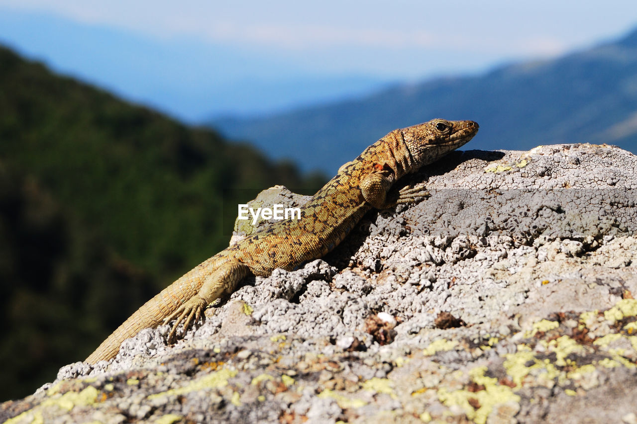 Close-up of lizard on rock