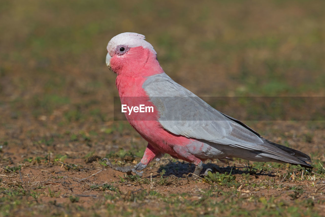 CLOSE-UP OF PARROT PERCHING ON A FIELD