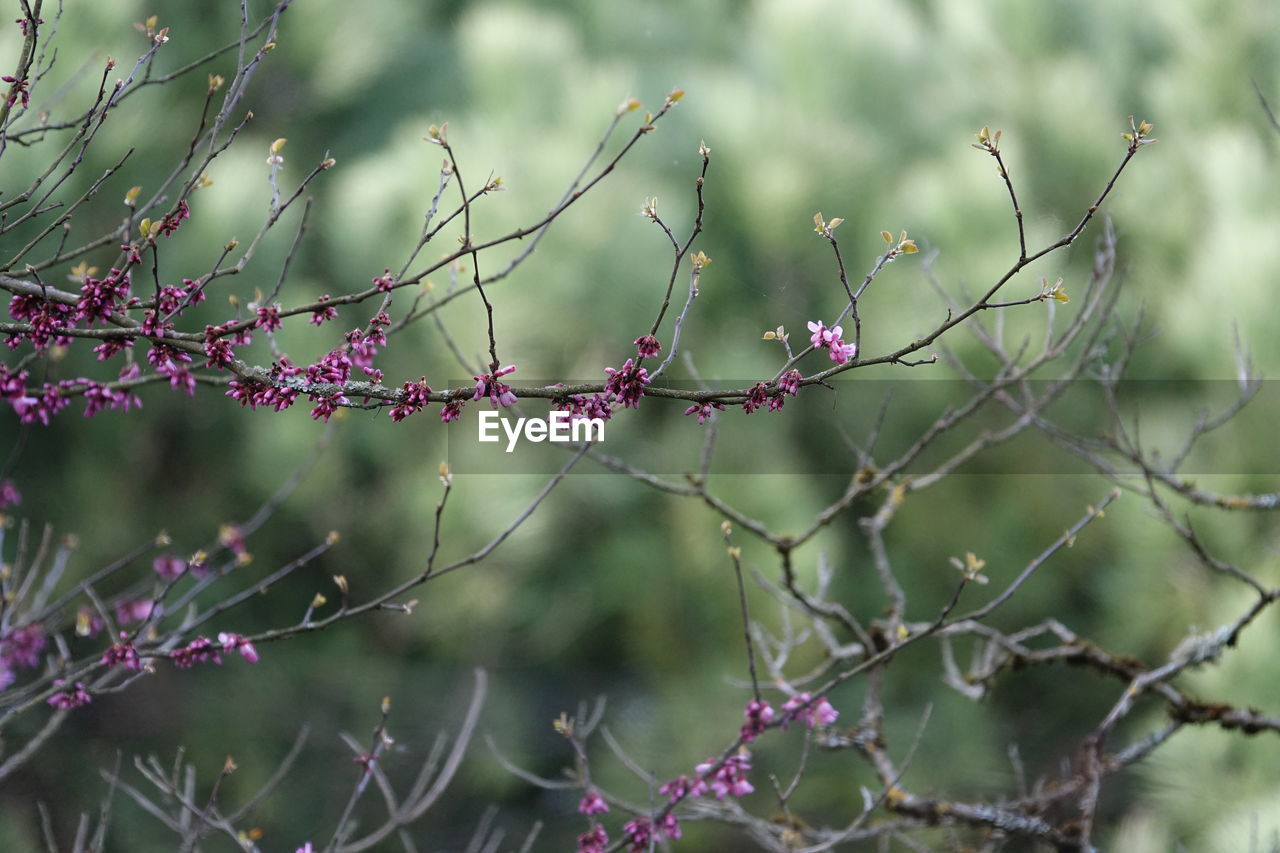 plant, flower, nature, branch, grass, no people, tree, focus on foreground, leaf, beauty in nature, outdoors, thorns, spines, and prickles, blossom, day, twig, close-up, plant part, growth, social issues, selective focus, environment