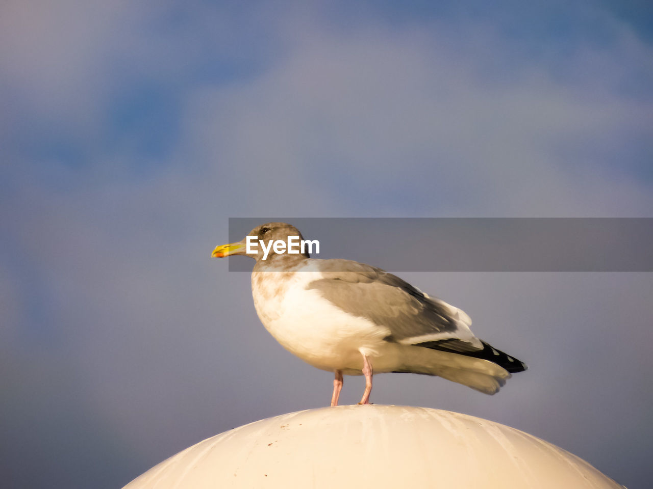 CLOSE-UP OF BIRD PERCHING ON THE SKY