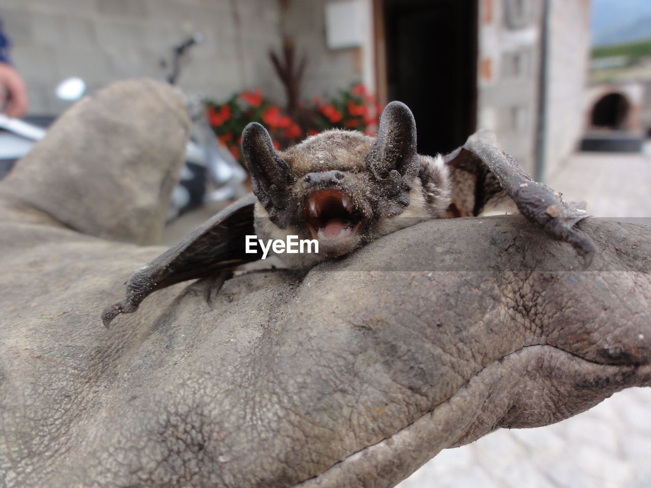 Close-up of a bat