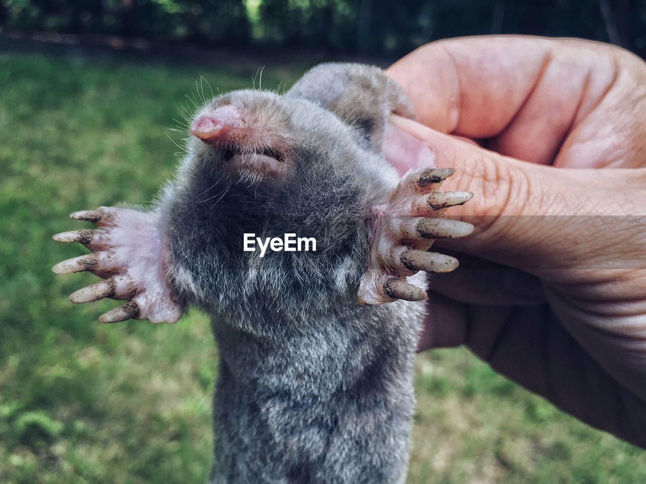 Cropped image of person holding mole