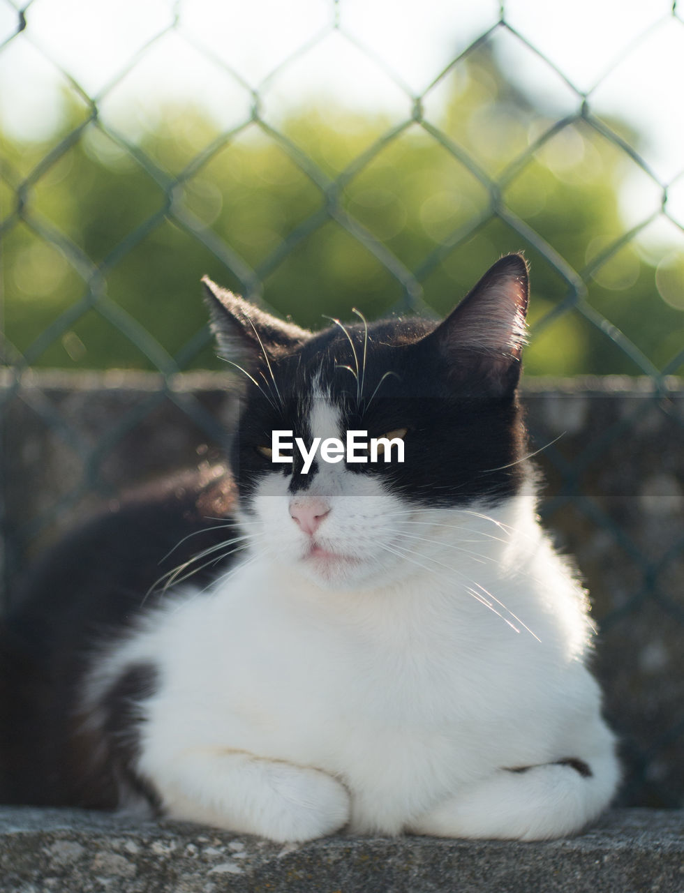 Close-up of a tuxedo cat looking away