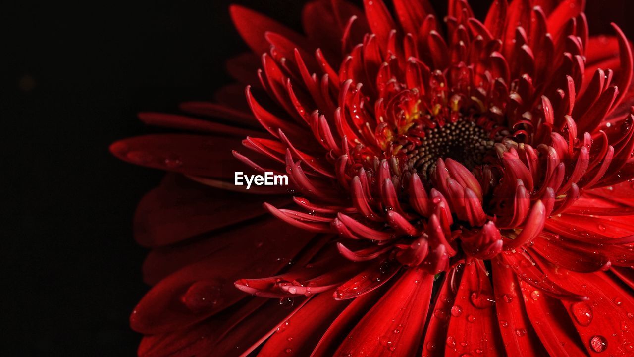 CLOSE-UP OF RED DAISY FLOWER