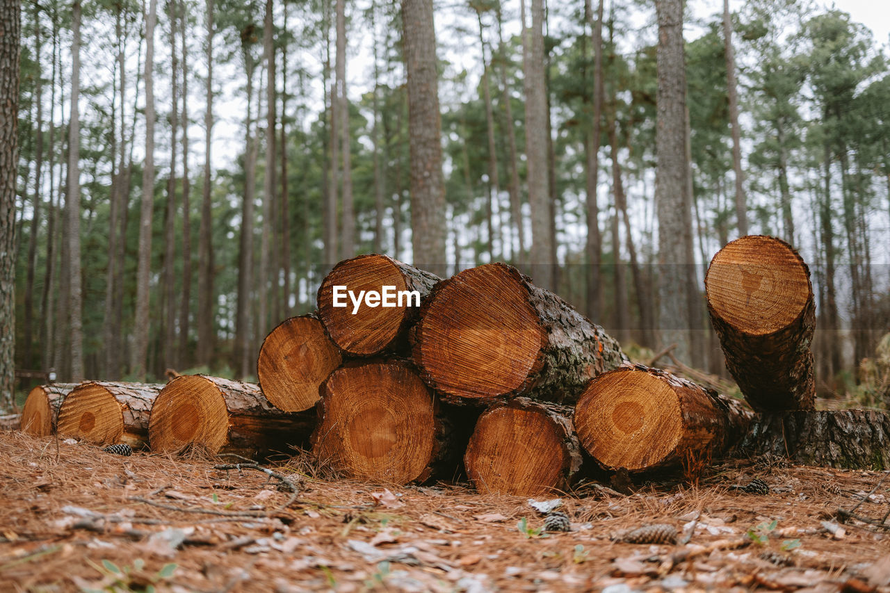 close-up of logs