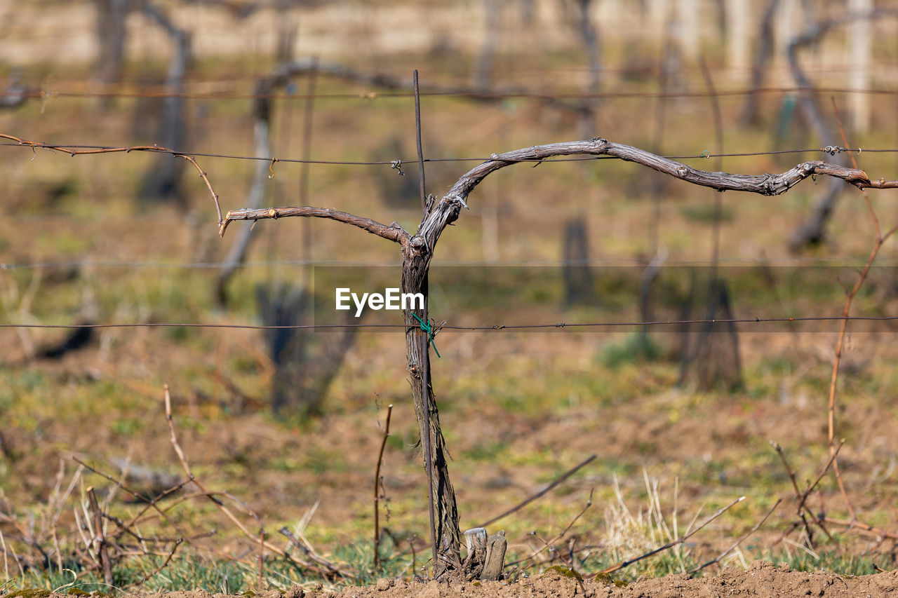 wildlife, grass, no people, wire fencing, nature, fence, wire, branch, barbed wire, focus on foreground, protection, plant, security, soil, day, tree, natural environment, outdoor structure, outdoors, wetland, land, animal, home fencing, landscape, prairie, animal wildlife, autumn, animal themes, environment, metal