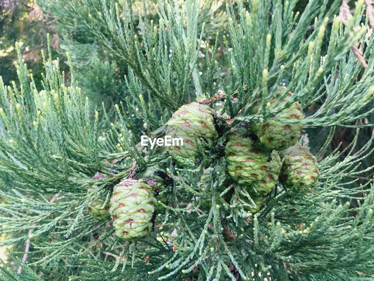 Pine cones growing on tree