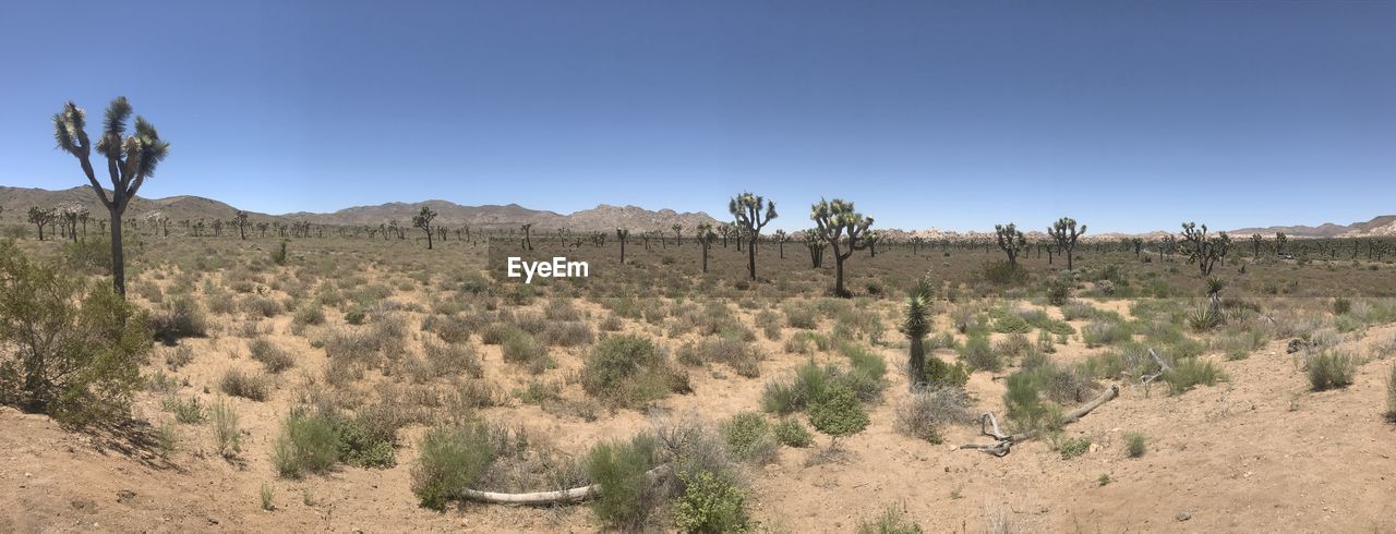 Panoramic shot of plants on desert against clear blue sky