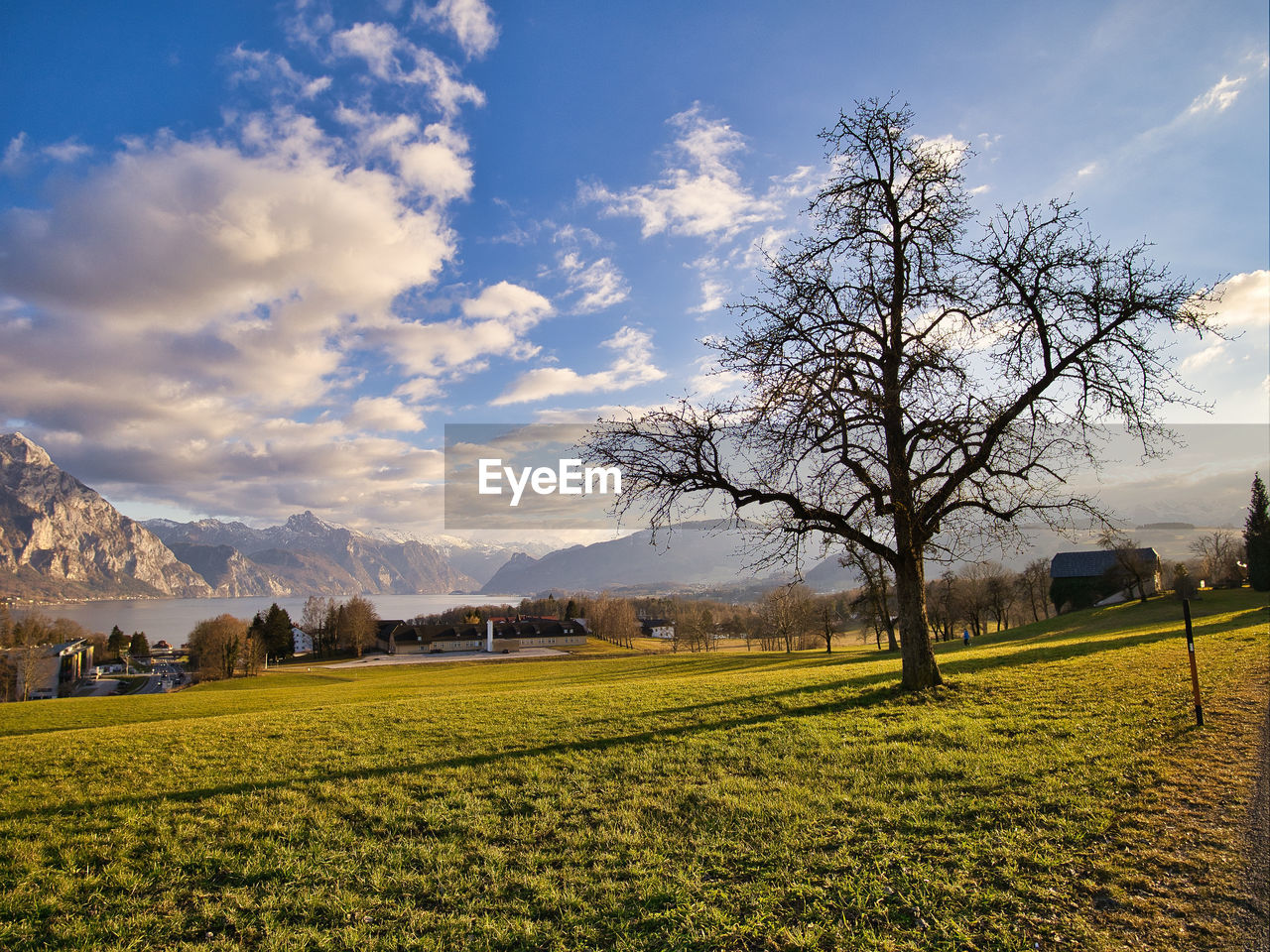 VIEW OF BARE TREES ON FIELD AGAINST SKY