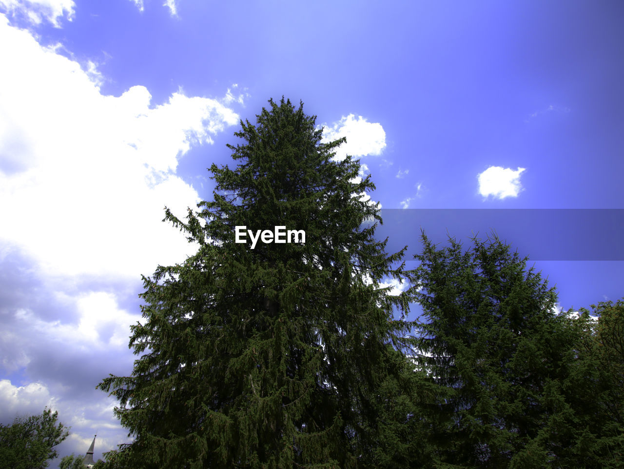 LOW ANGLE VIEW OF TREE AGAINST BLUE SKY