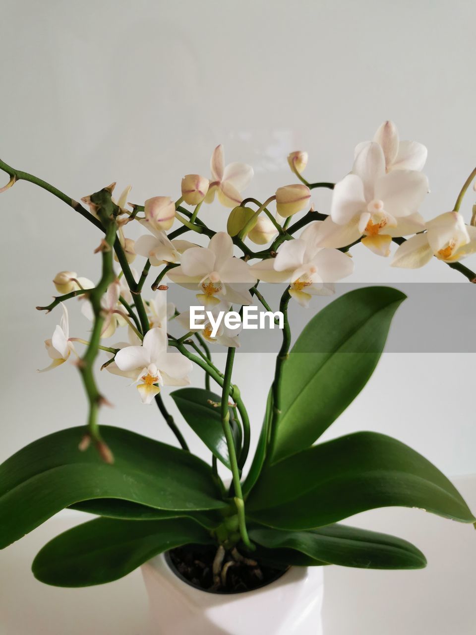 CLOSE-UP OF WHITE FLOWERS ON PLANT DURING WINTER