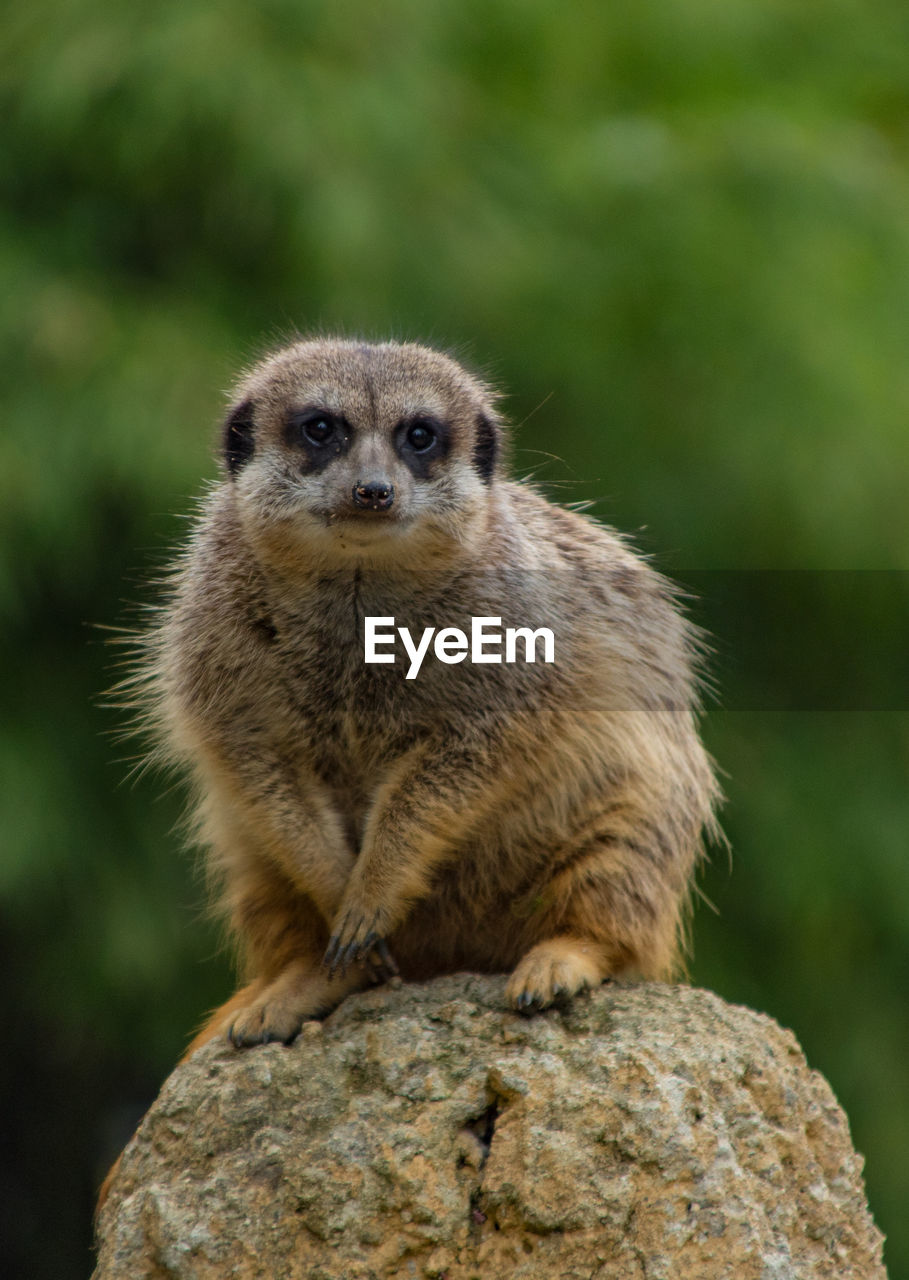 Portrait of meerkat sitting on rock in forest