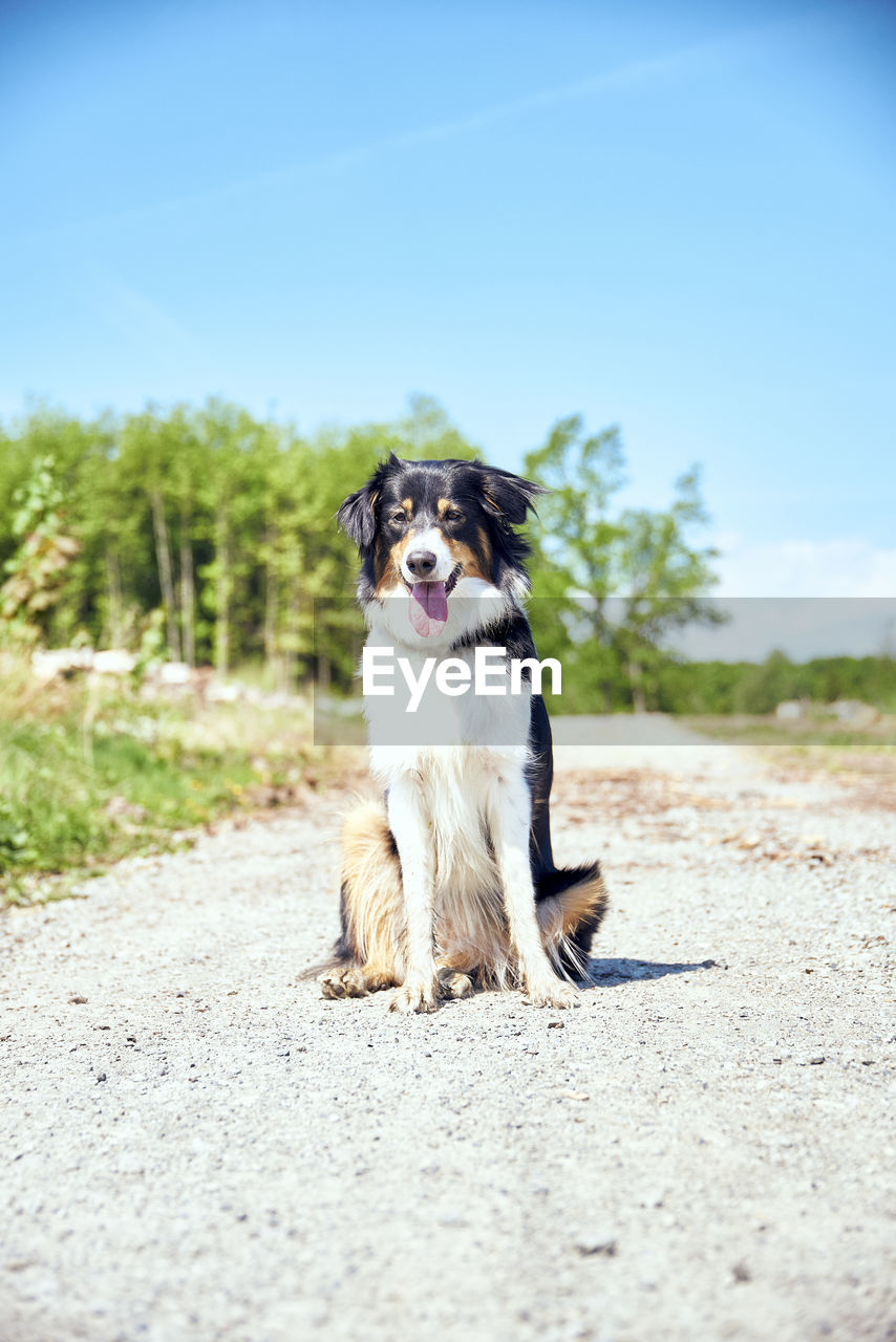 one animal, animal themes, animal, mammal, pet, domestic animals, dog, canine, sky, nature, no people, day, portrait, sunlight, facial expression, copy space, border collie, blue, outdoors, summer, cute, clear sky, selective focus, sitting, plant, sunny, purebred dog, mouth open, land