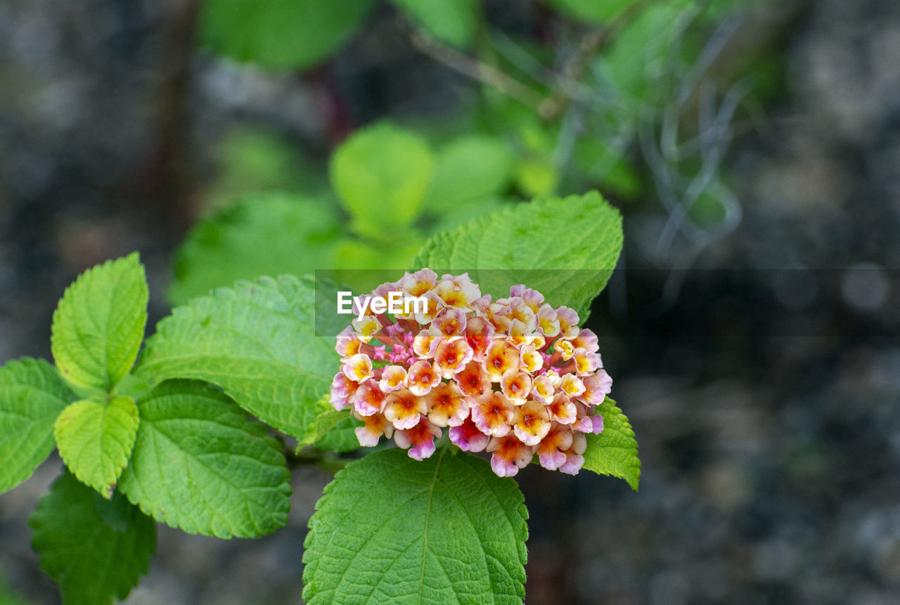 Close-up of flowering plant