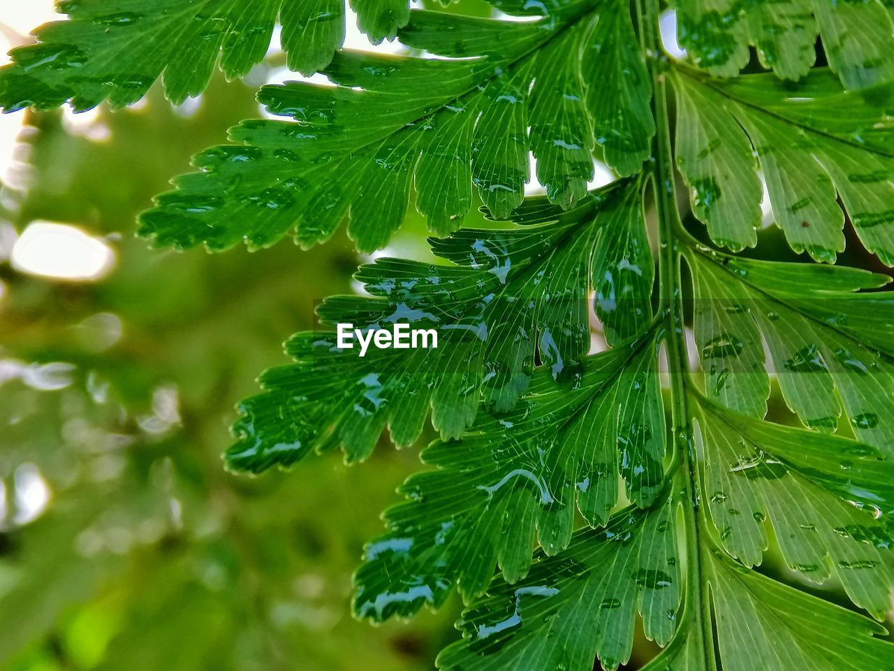 CLOSE-UP OF WET GREEN LEAVES