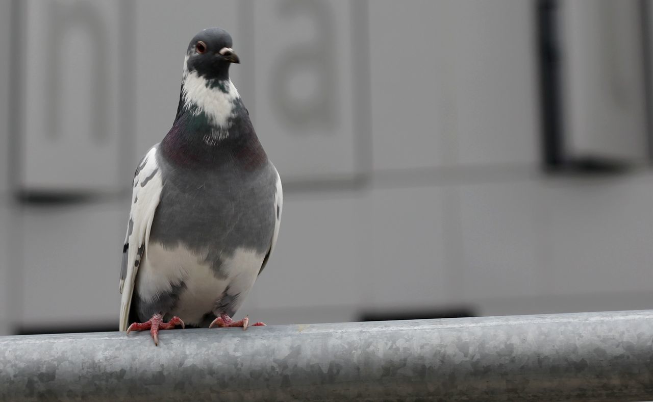 Portrait of a bird against blurred background