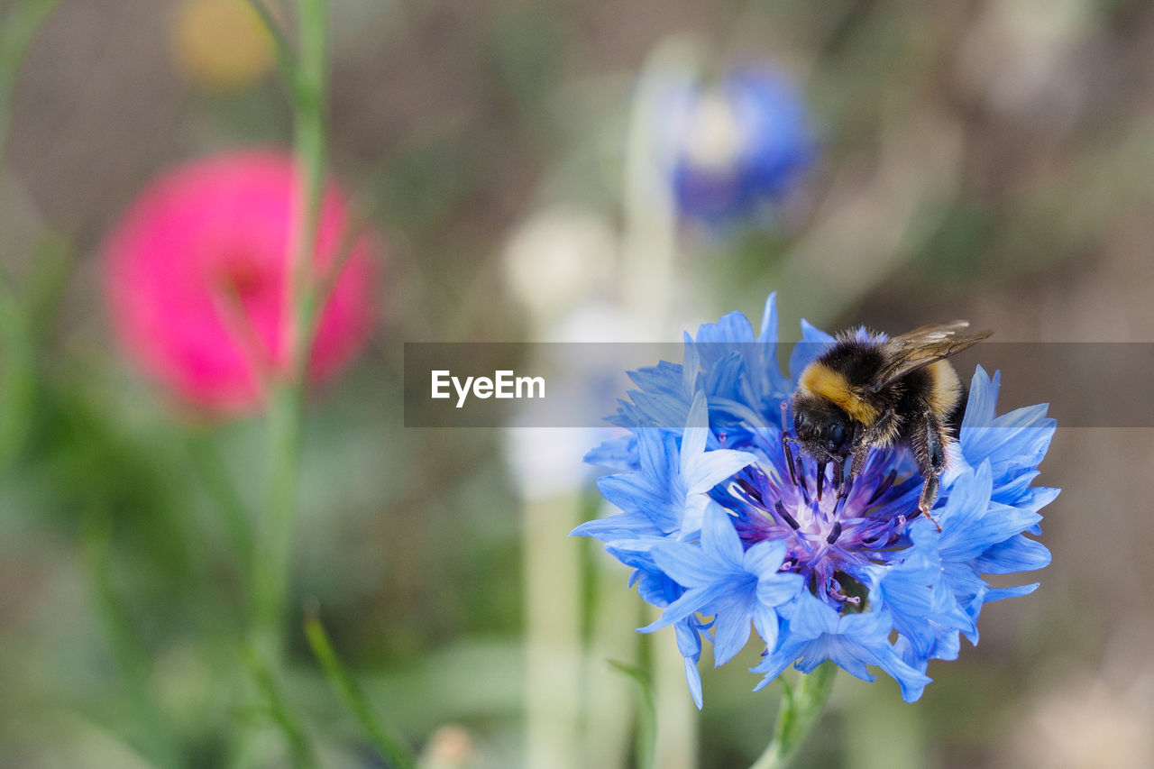 CLOSE-UP OF BEE ON PURPLE FLOWERS