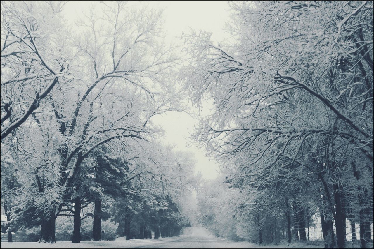 VIEW OF TREES IN WINTER