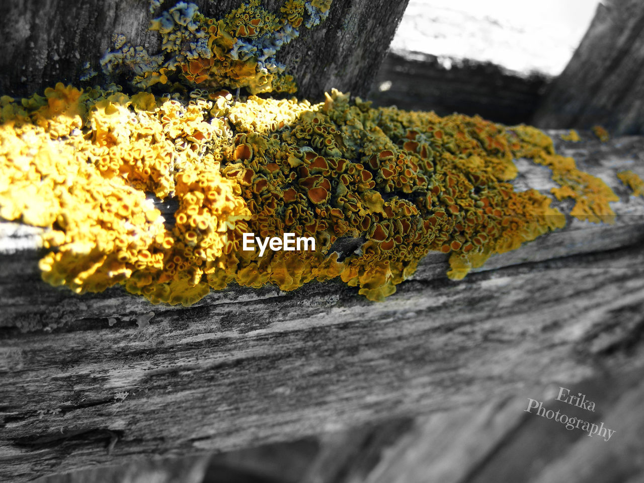 CLOSE-UP OF YELLOW FLOWER ON FALLEN TREE