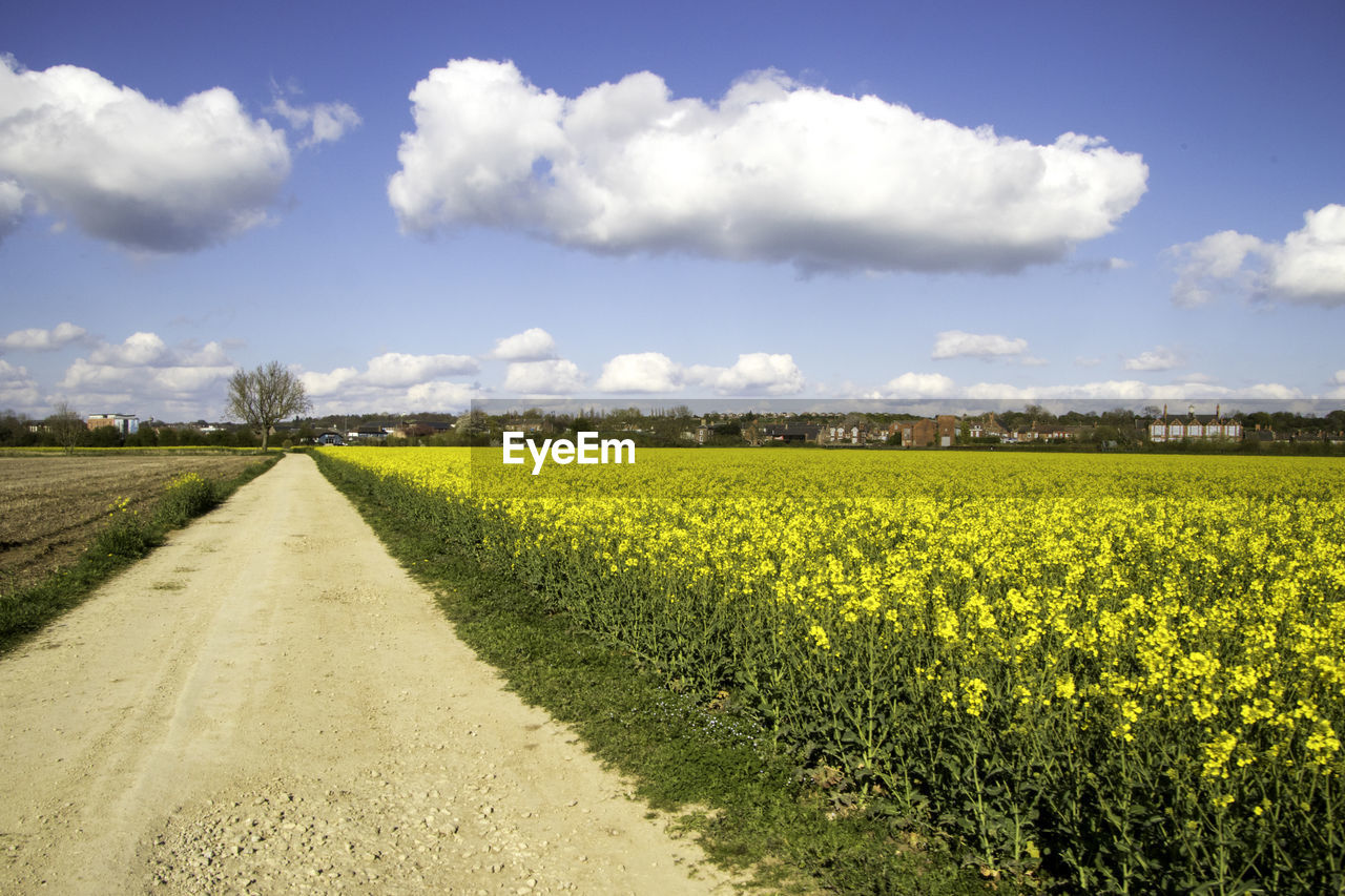 SCENIC VIEW OF VINEYARD AGAINST SKY