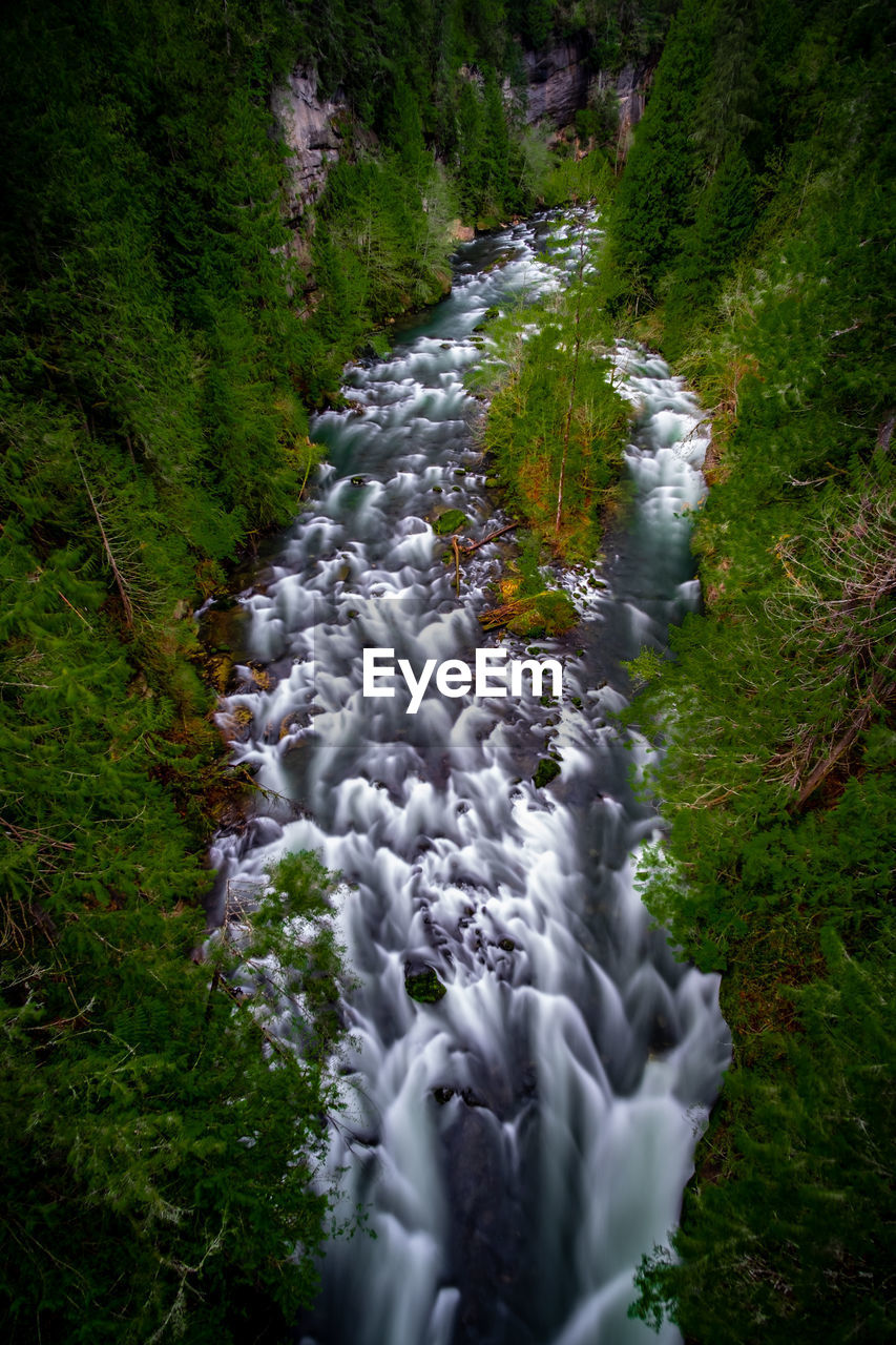 WATER FLOWING IN FOREST