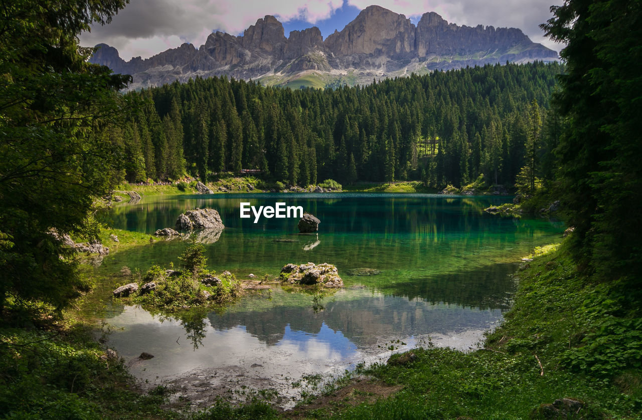 Scenic view of lake in forest