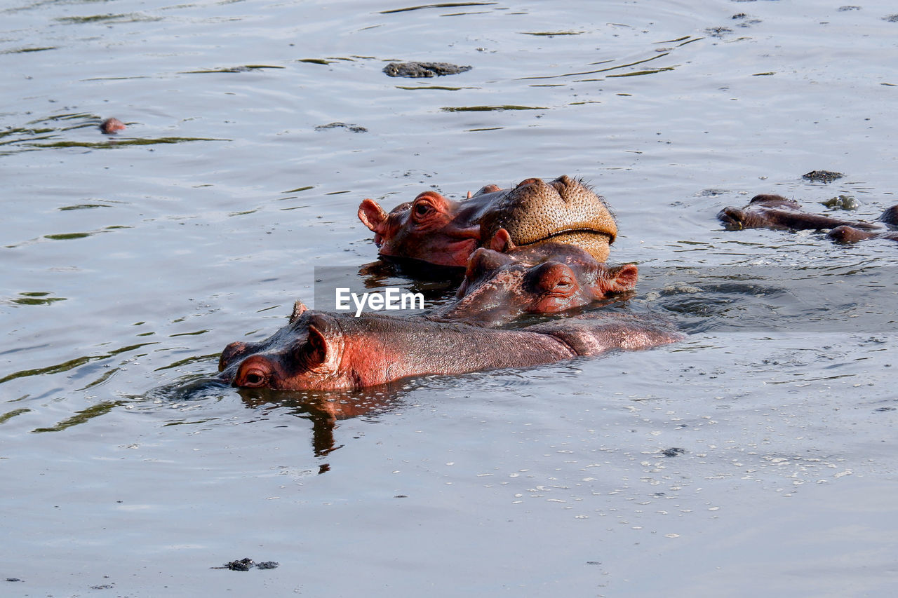 Hippos submerged in a river on a summer day in the maasai mara