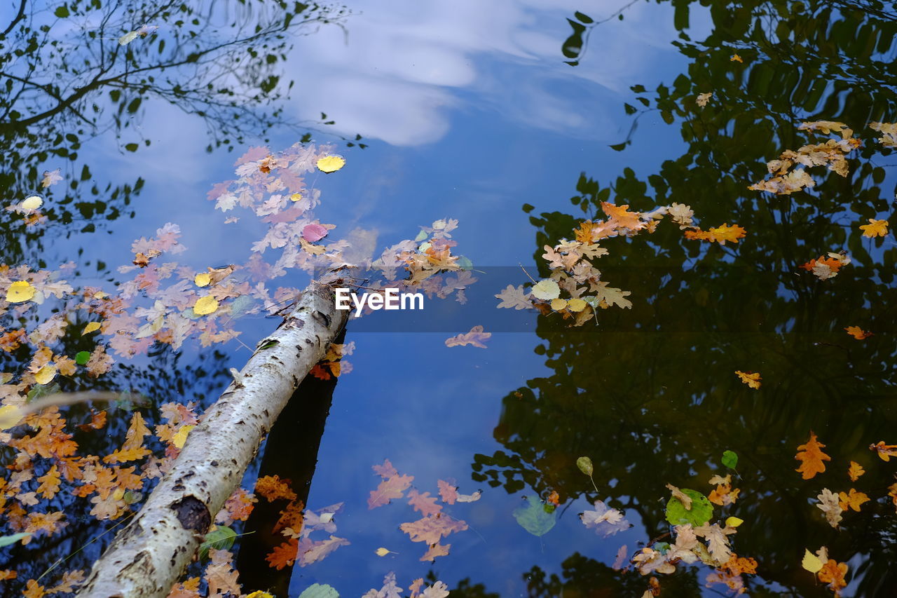 HIGH ANGLE VIEW OF AUTUMN LEAVES FLOATING ON WATER